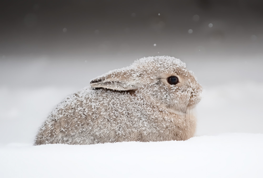 Snow Bunny Art | Craig Edwards Fine Art Images