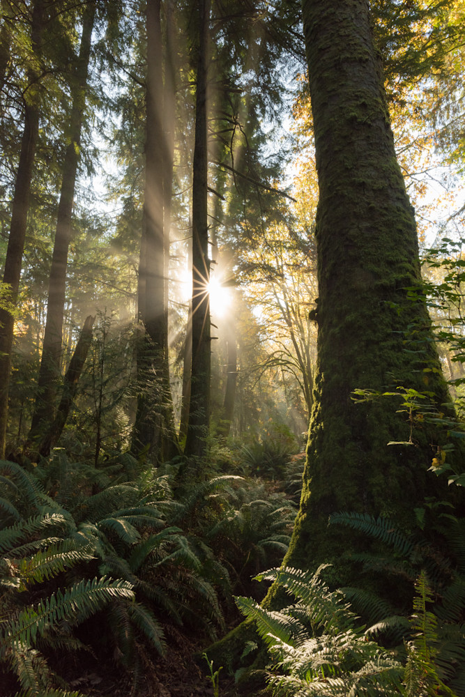Forest Radiance Forest Radiance