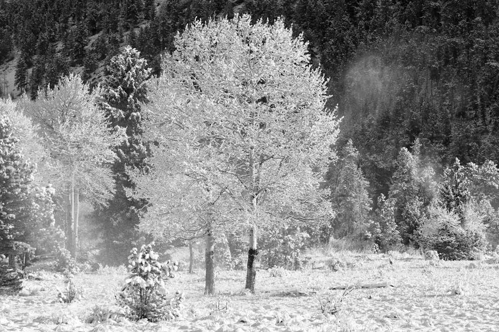 Art photograph of aspen and blowing snow by James Frank.