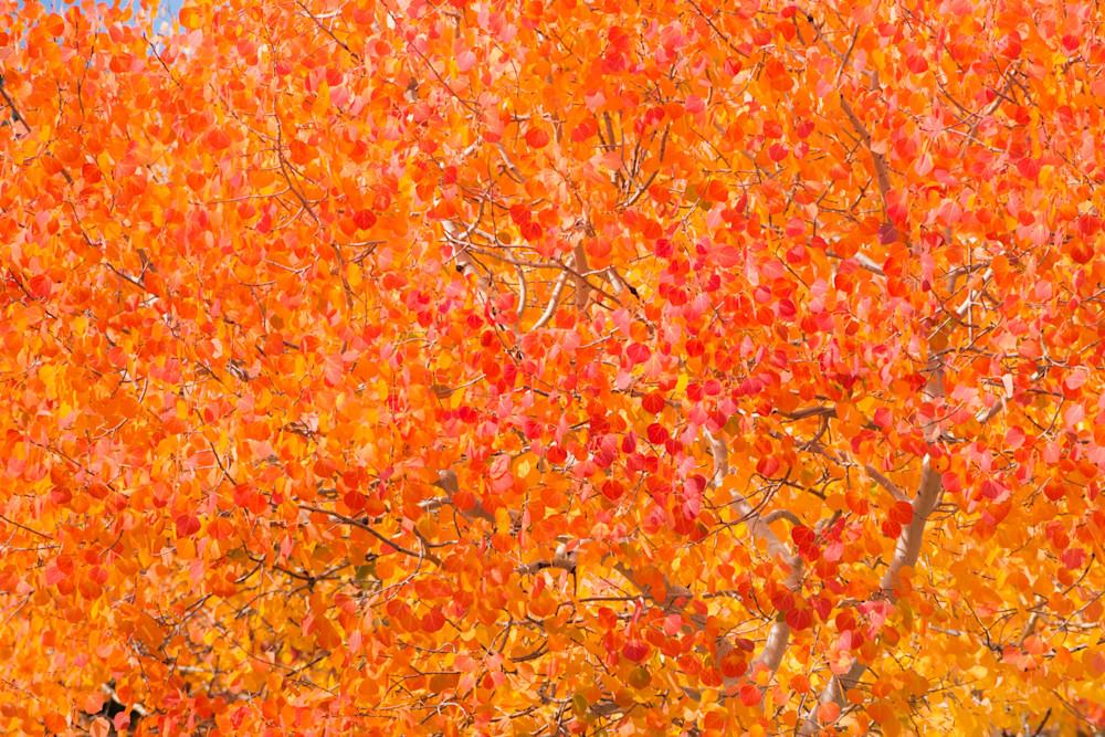 Fine art photo print of Colorado autumn aspen by James Frank