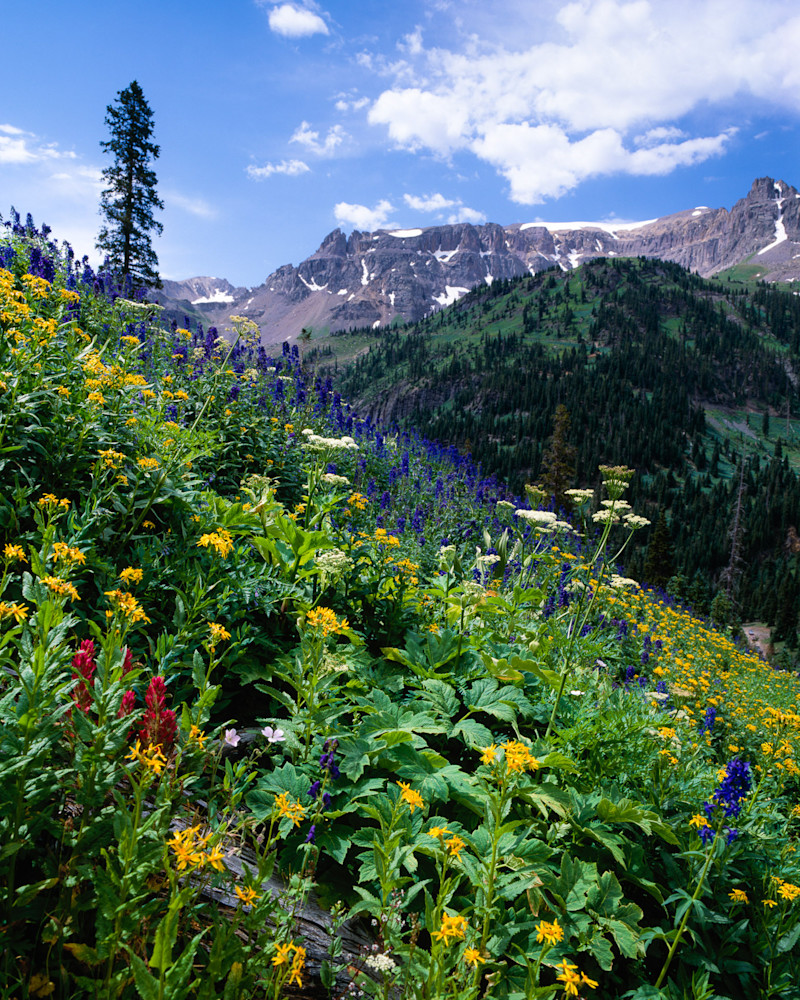 Colorado art print of wildflowers at Yankee Boy Basin by James Frank Photography