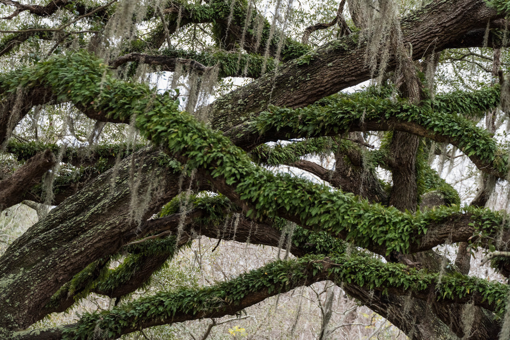 Live Oak Tree Branch Pattern Damon Texas 039561 Xioiz5 Jpg