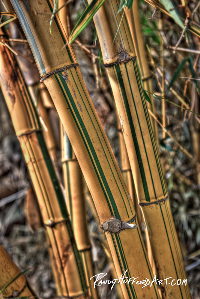 Bamboo Kane