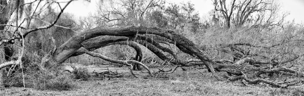 Fallen Live Oak Tree Pano, Damon, Texas