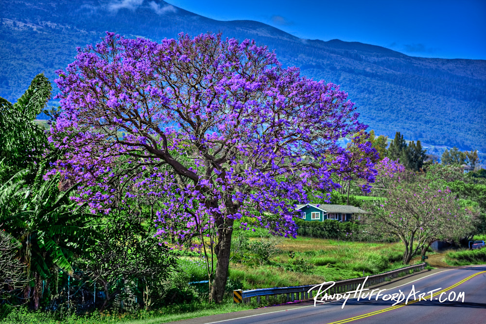 Upcountry Bliss Upcountry Bliss