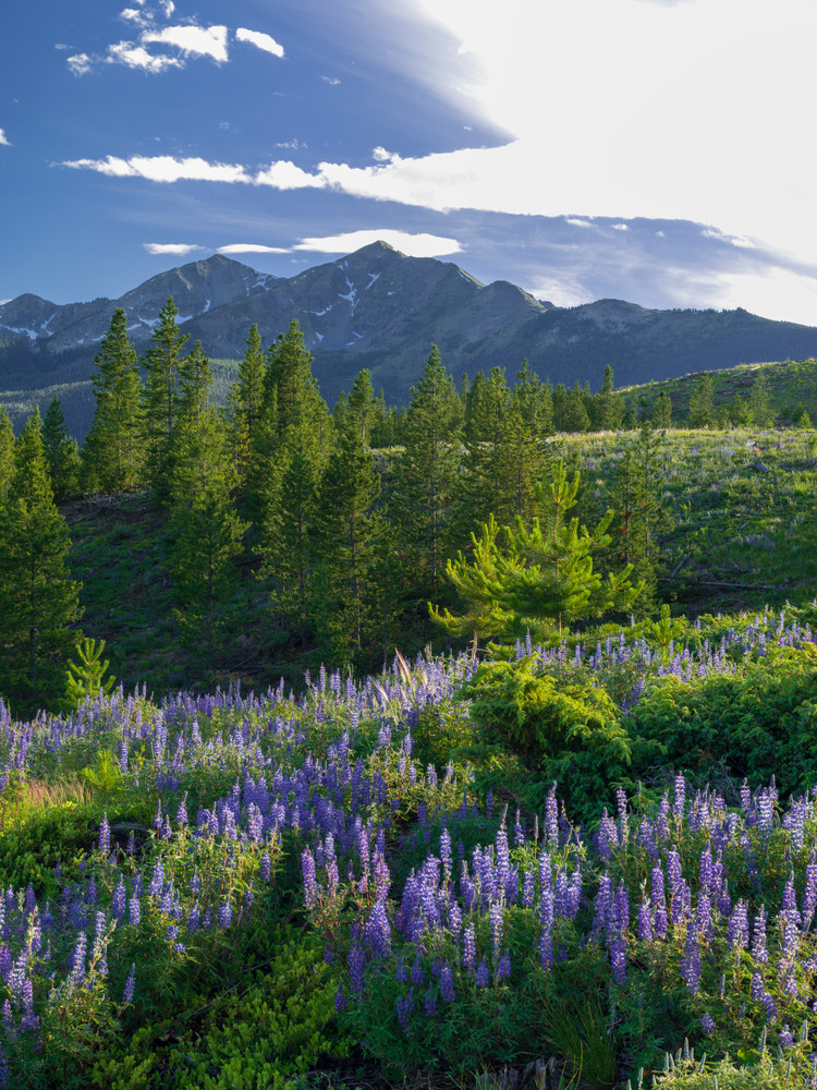 FRS-D-8403766 • Lupine View
