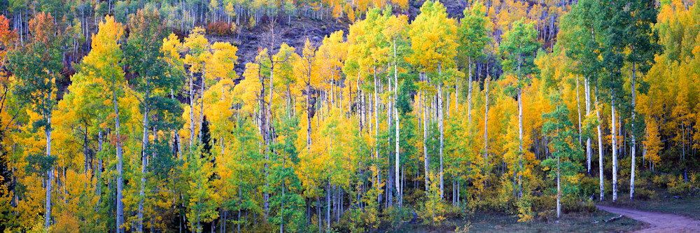 COL-T022 • Aspen Grove, Fall