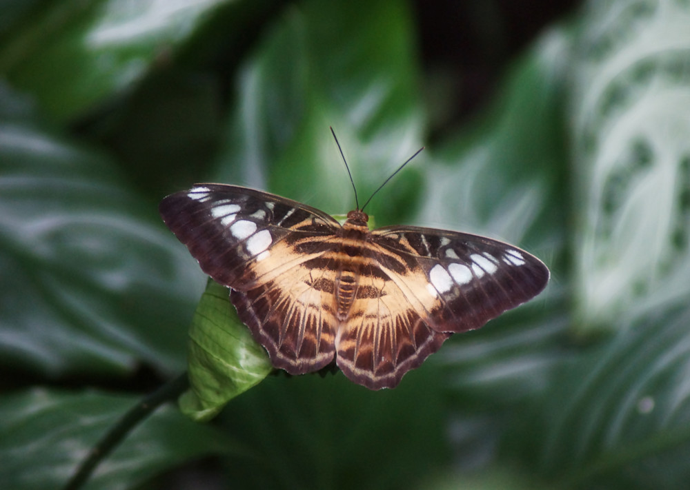 Butterflies - Photography