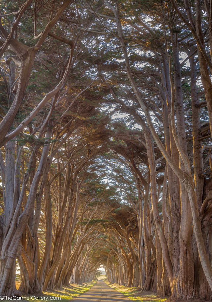 Cypress Sunrise Art | The Carmel Gallery
