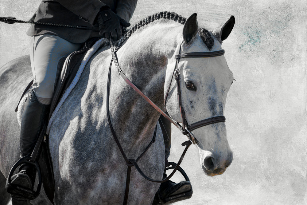 Grey hunter horse with braids Grey hunter horse with braids