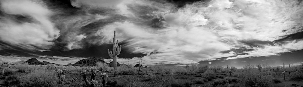 One Saguaro Photography Art | frednewmanphotography