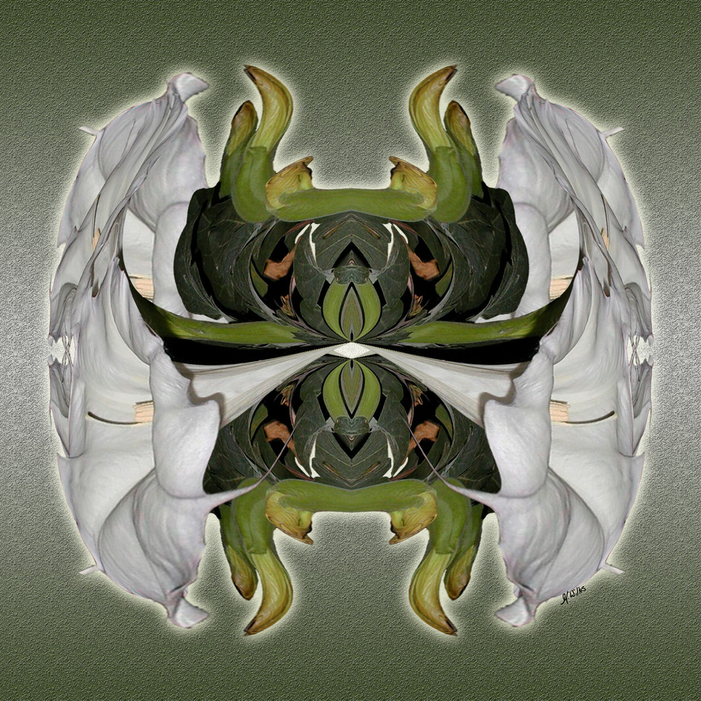 Sacred Troll print of photograph of Sacred Datura transformed into digital art for sale by Maureen Wilks