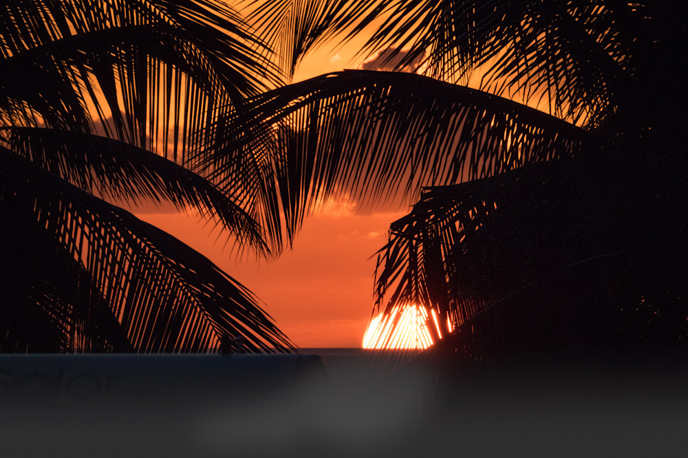 Sunset in the Palms