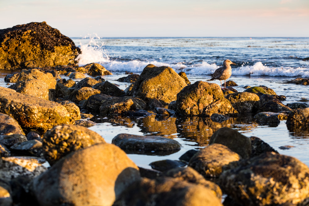 Seabird On The Rocks At Leo Carrillo State Park Photograph For Sale As Fine Art
