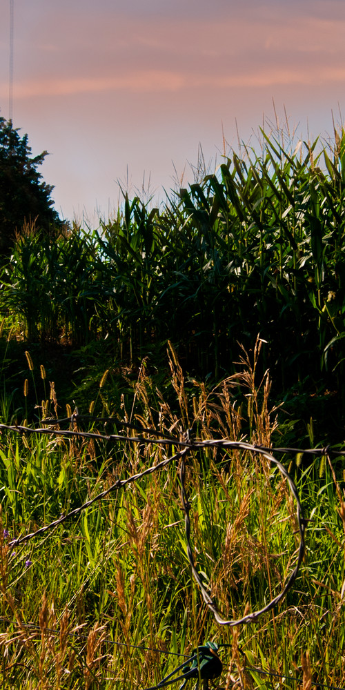 Barbed Wire and Corn
