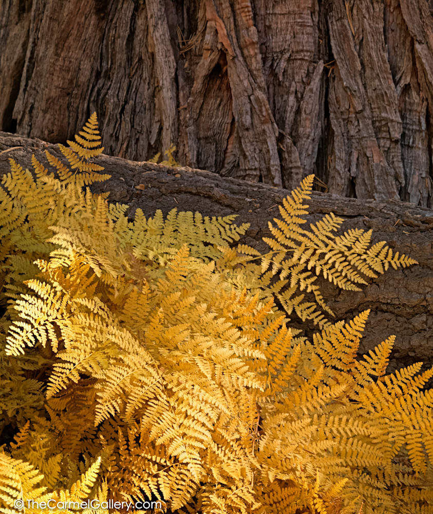 Golden Ferns