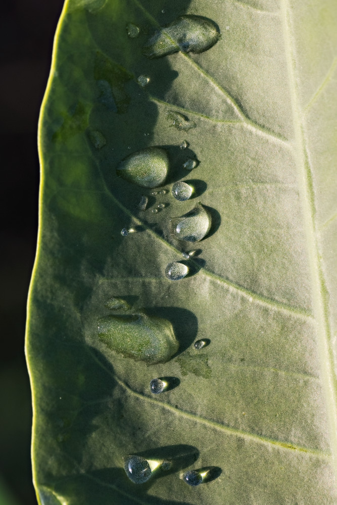 Rain Drops On Leaf Photograph For Sale As Fine Art