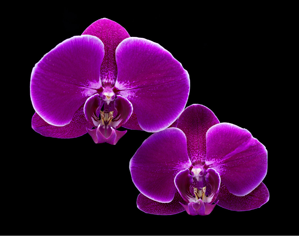 Two Orchids 1 Edit Edit Photography Art | frednewmanphotography