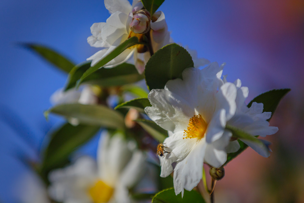 Flowers 0814 Photography Art | Sandy Adams Outdoorvizions Photography