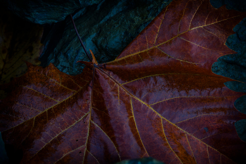 Leaves 2 Photography Art | Sandy Adams Outdoorvizions Photography Leaves 2 Photography Art | Sandy Adams Outdoorvizions Photography