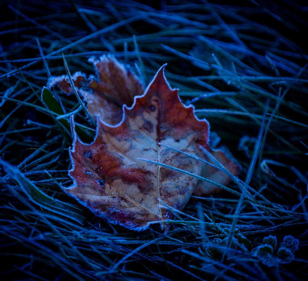 Leaves 0649 Photography Art | Sandy Adams Outdoorvizions Photography