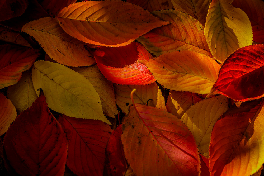 Leaves 9768 Photography Art | Sandy Adams Outdoorvizions Photography