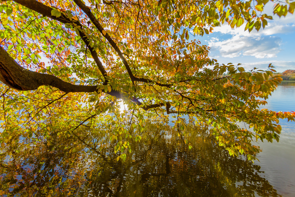 Leaves 9678 Photography Art | Sandy Adams Outdoorvizions Photography