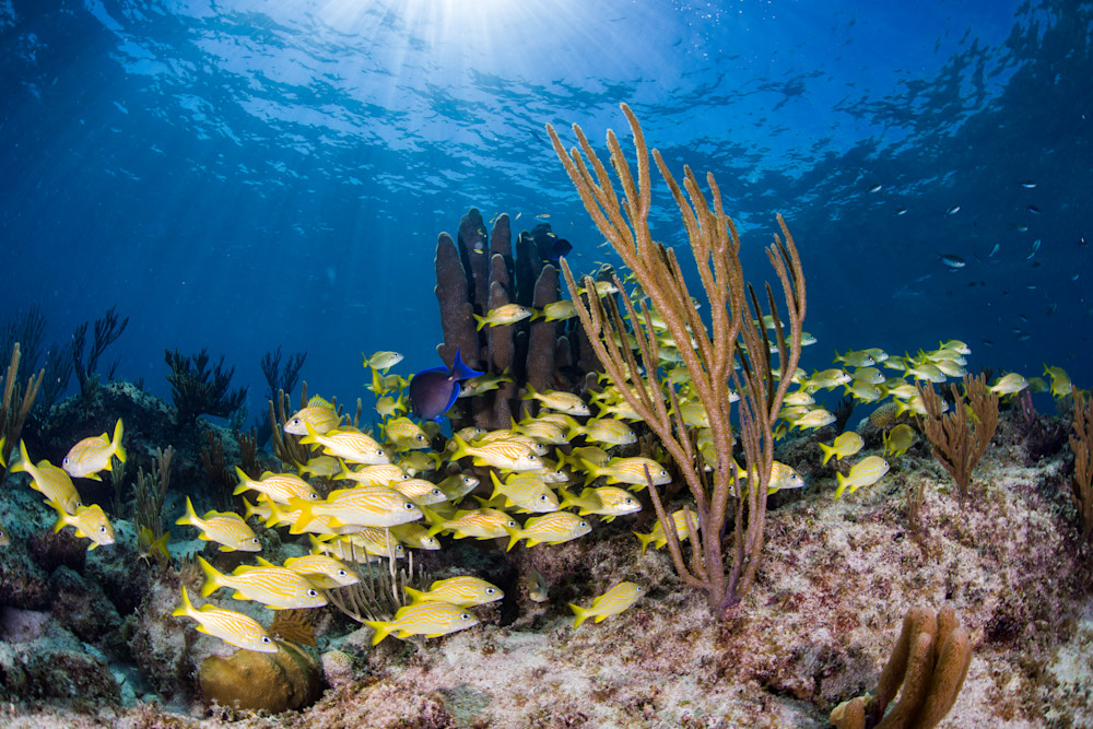 pic Schooling Reef Fish art in nature