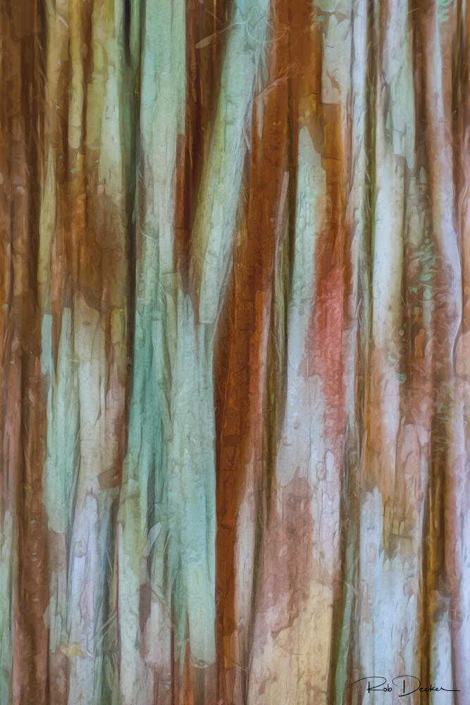 Cypress Bark   Everglades National Park Photography Art | Robert B. Decker - Fine Art | Photography