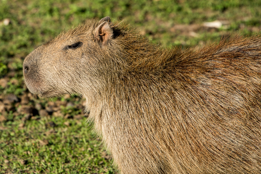 Capybara closeup profile