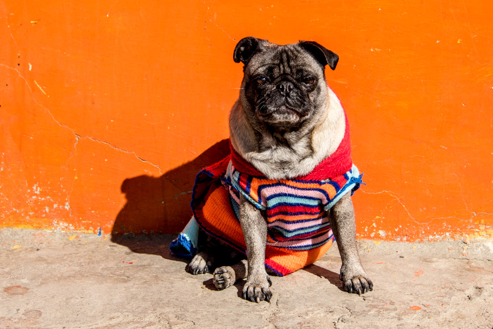 Pug wearing sweater by orange wall
