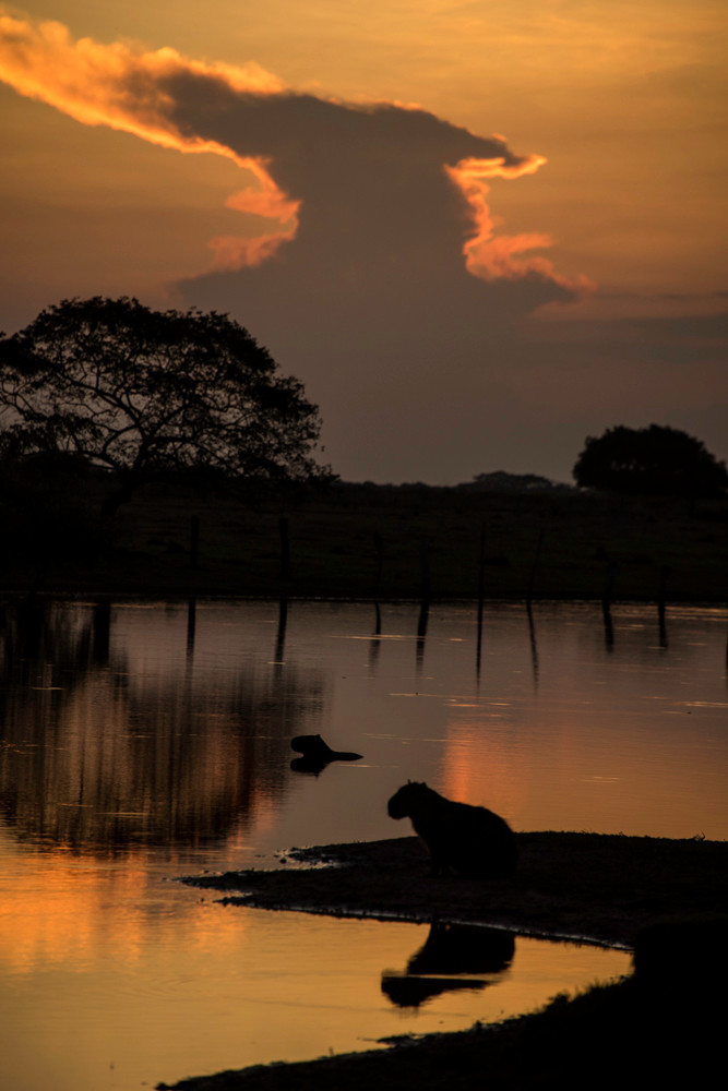 Capybara silhouette at sunset