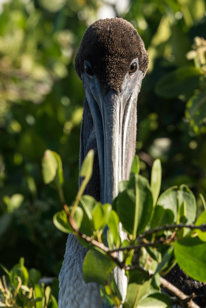 Brown pelican in a tree