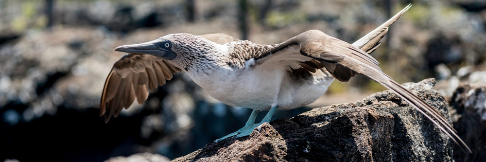 Panorama of Blue-Footed Booby about to fly