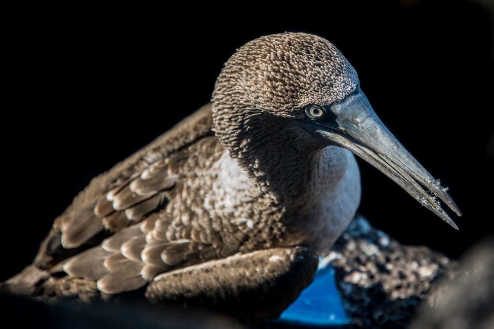 Blue footed booby from above