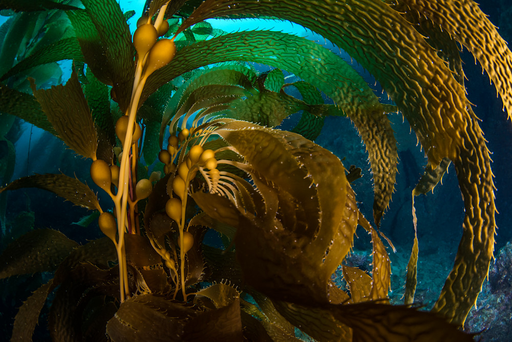 Kelp