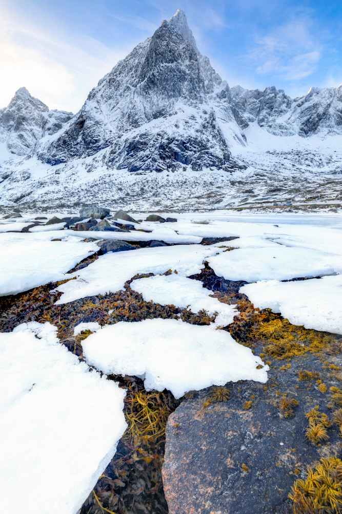 Lofoten's Frozen Flora Lofoten's Frozen Flora