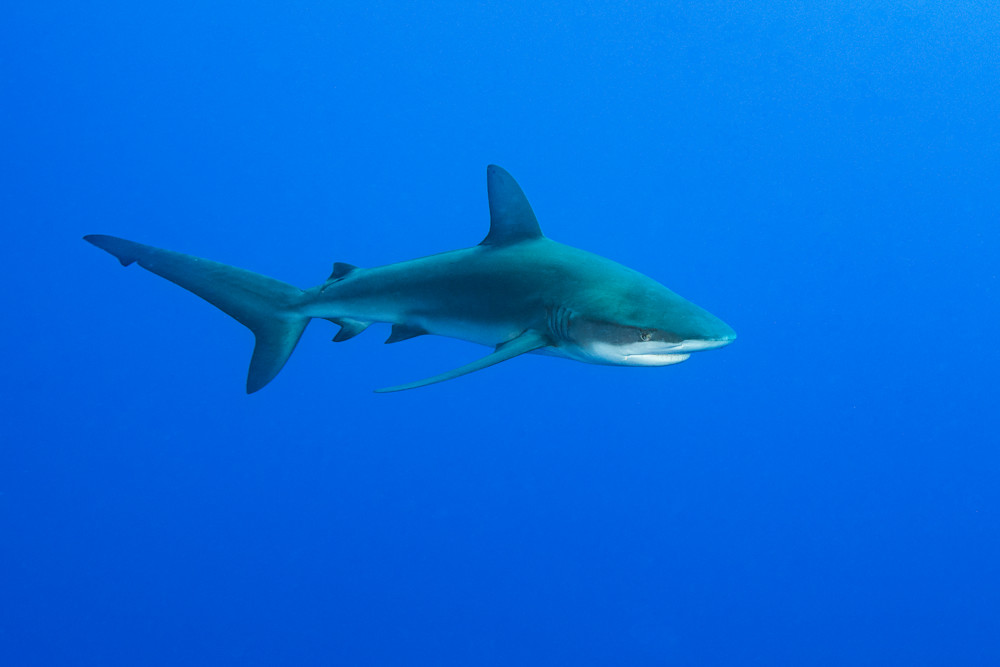 Galapagos Shark Cruising