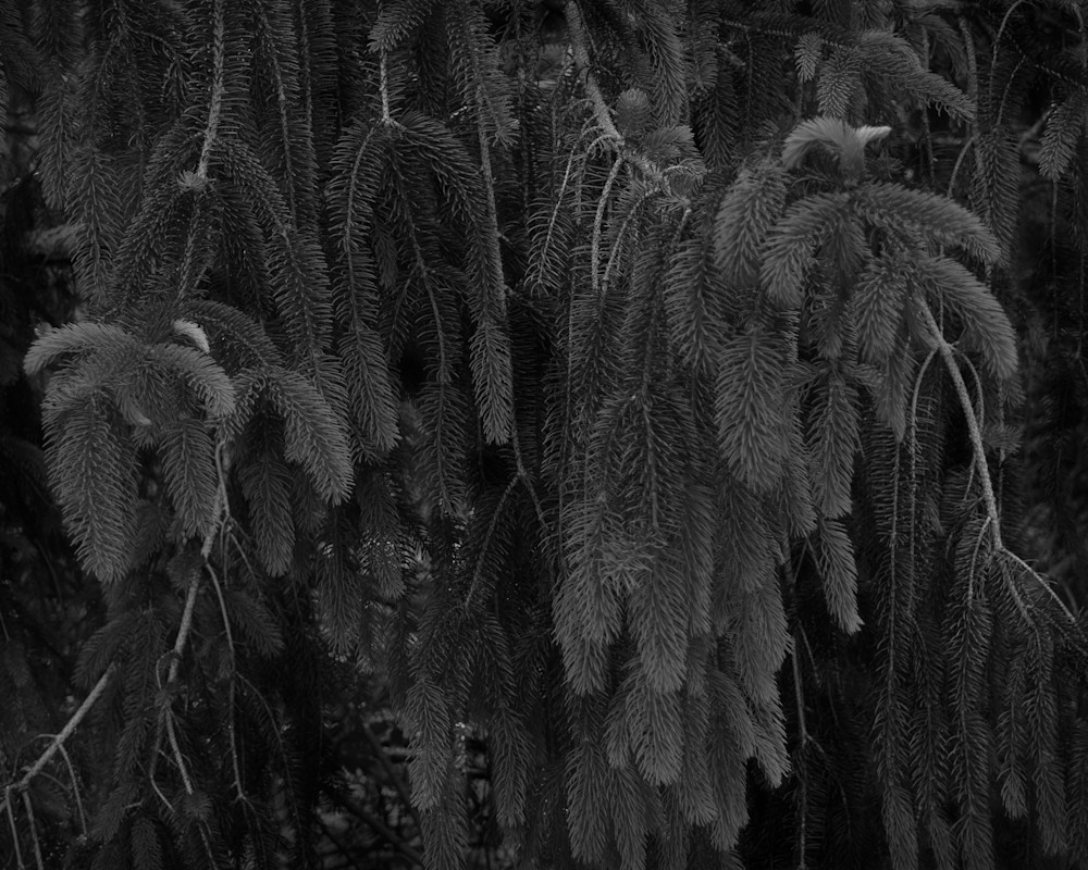 Newgrowth Newgrowth