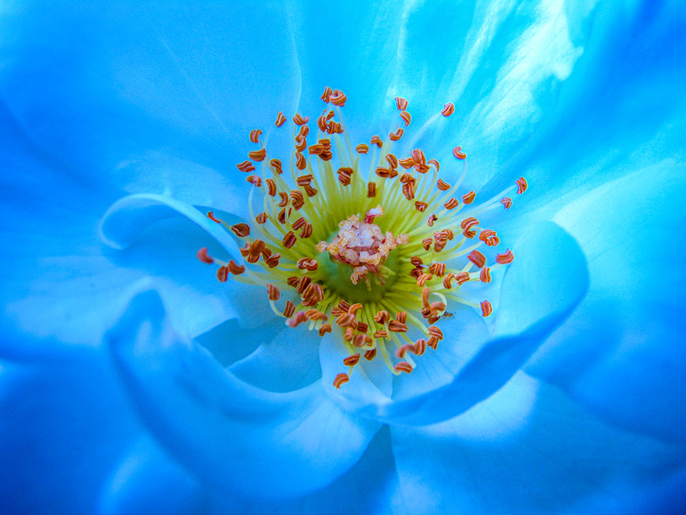 Blue Ocean Rose Art | alexanderblackphotography