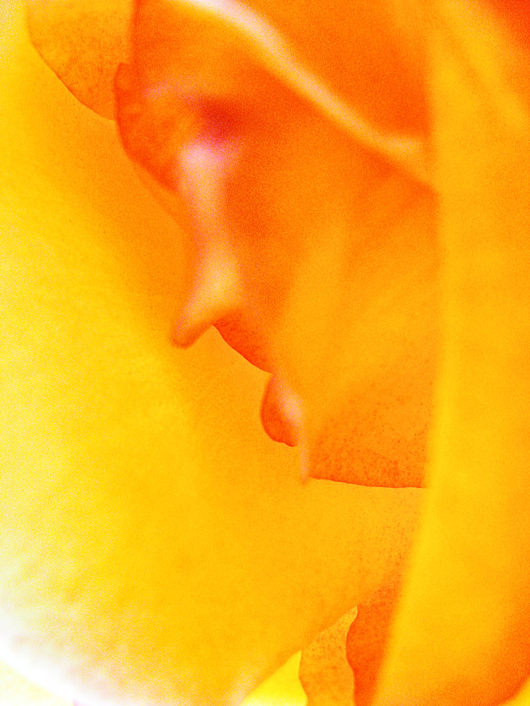 Face In The Rose 3 Art | alexanderblackphotography