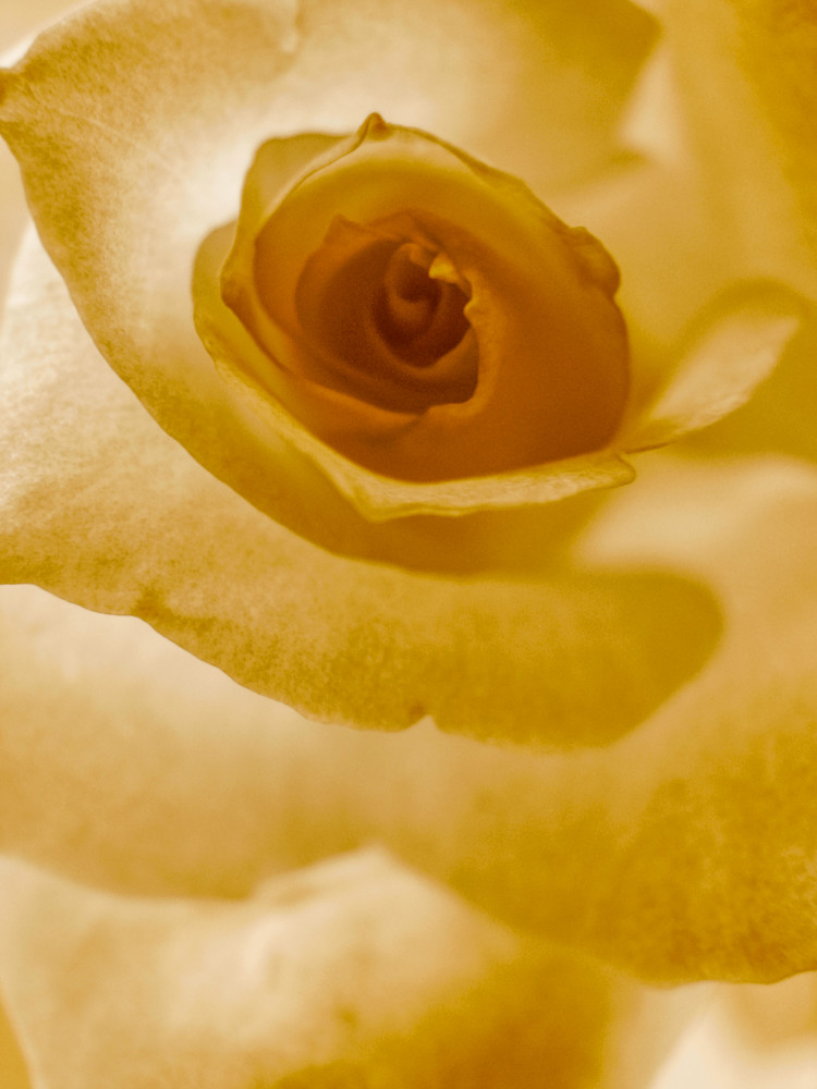 Rose In Sepia Art | alexanderblackphotography