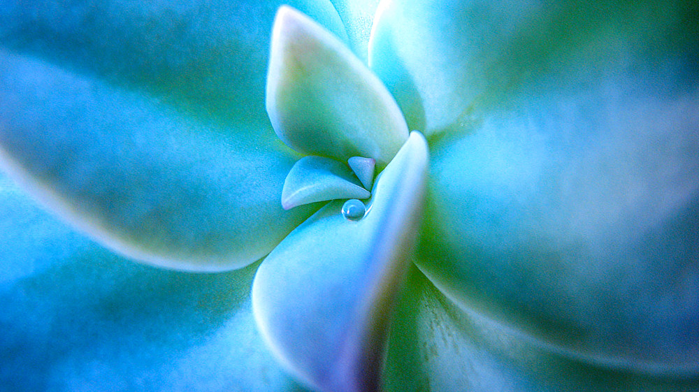 Succulent Dew Art | alexanderblackphotography