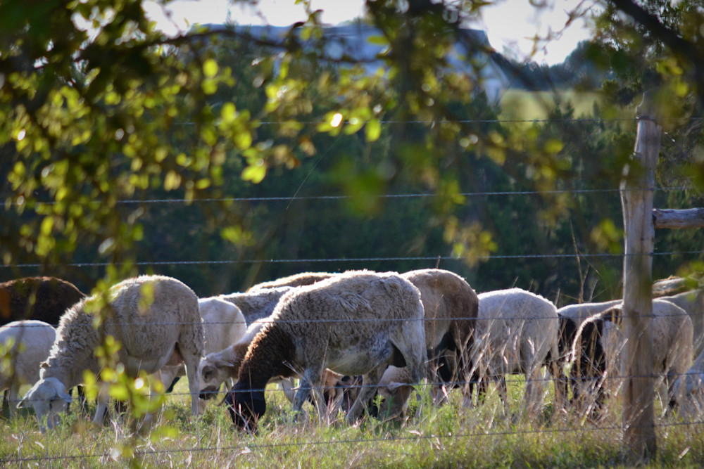 Photograph Of A Flock Of Hair Sheep For Sale As Fine Art