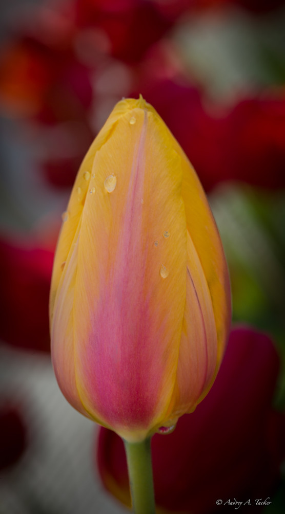 Dew Drop on the Yellow Fine Art Photograph