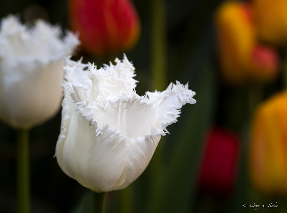 Fluffy White Flower Fine Art Photograph