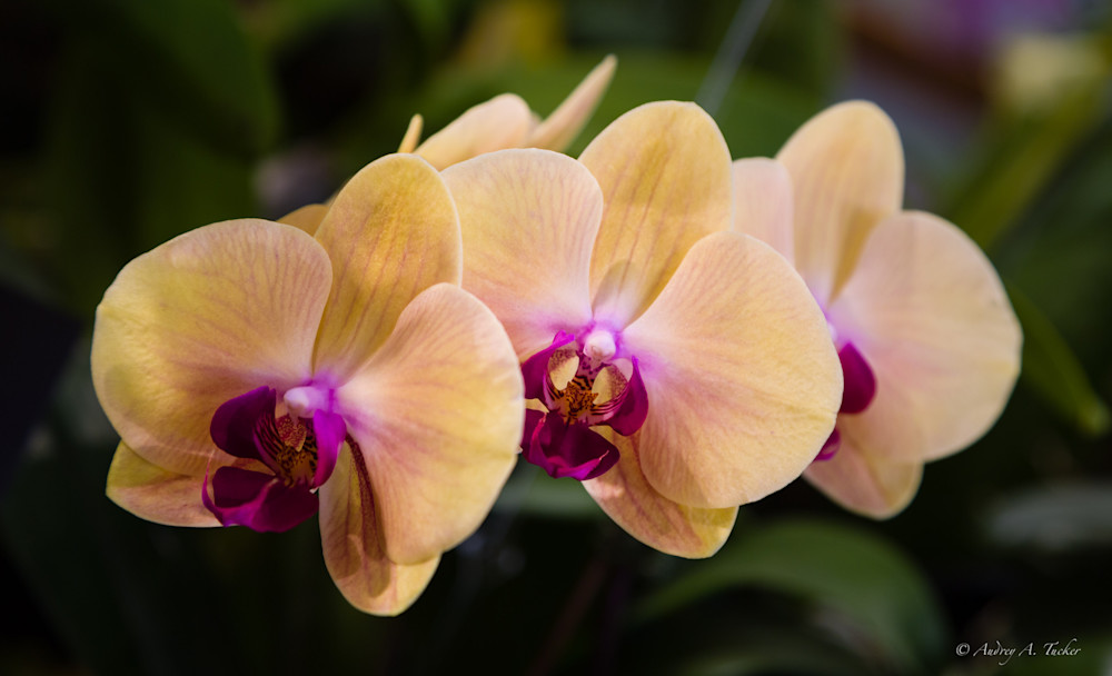 Orchid Triplets Fine Art Photograph