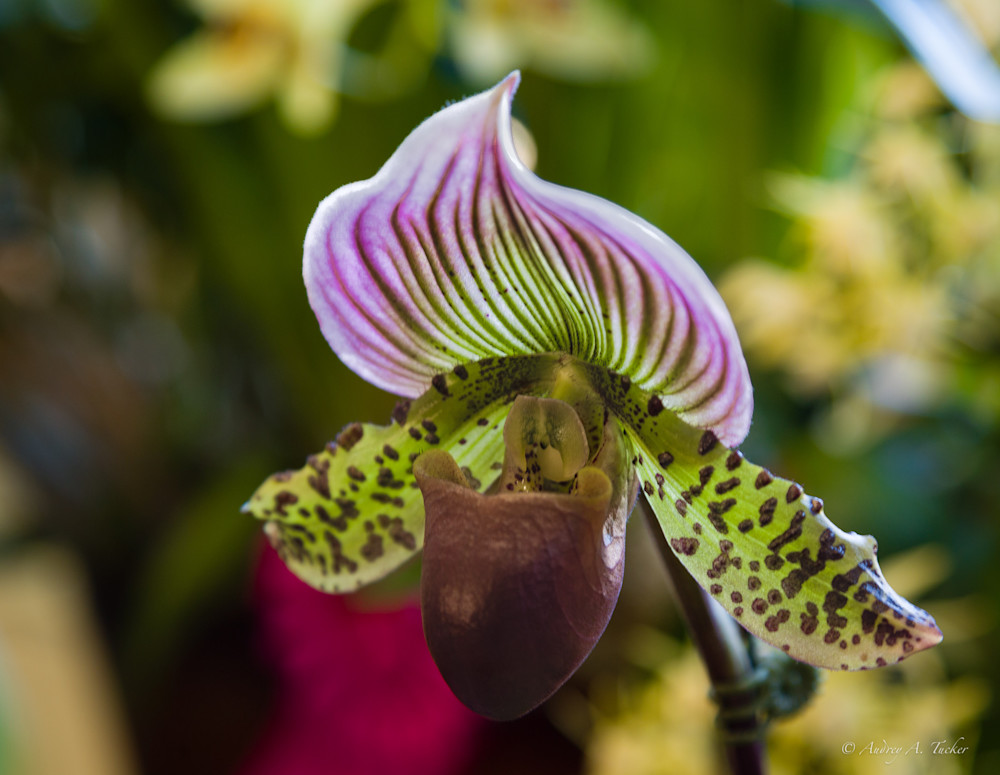 Slipper Orchid Fine Art Photograph