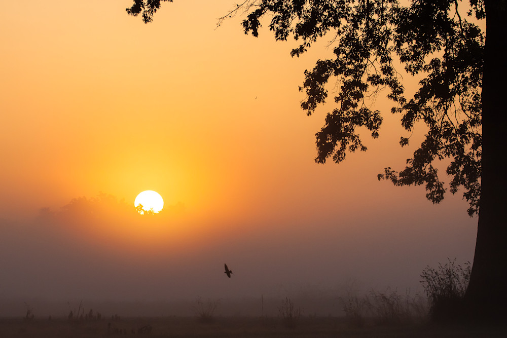 Steve Woodford, sunset, photo, Morning Red Tail, bird