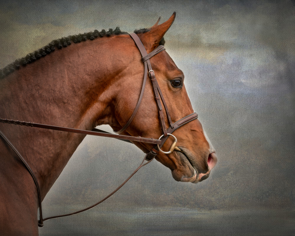 Portrait of a Bay Hunter Portrait of a Bay Hunter